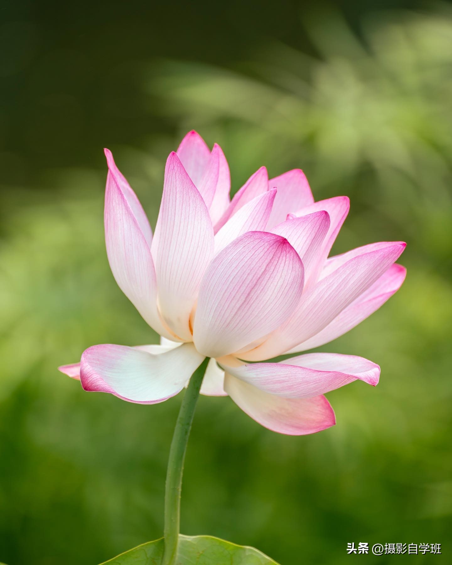 用这3个摄影方法拍荷花,这10个荷花摄影技巧个个实用