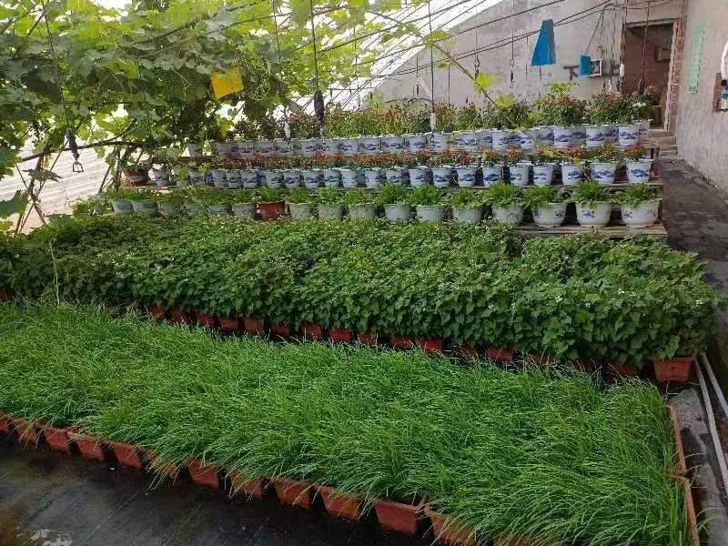 阳台农业产业链,阳台农业最新消息