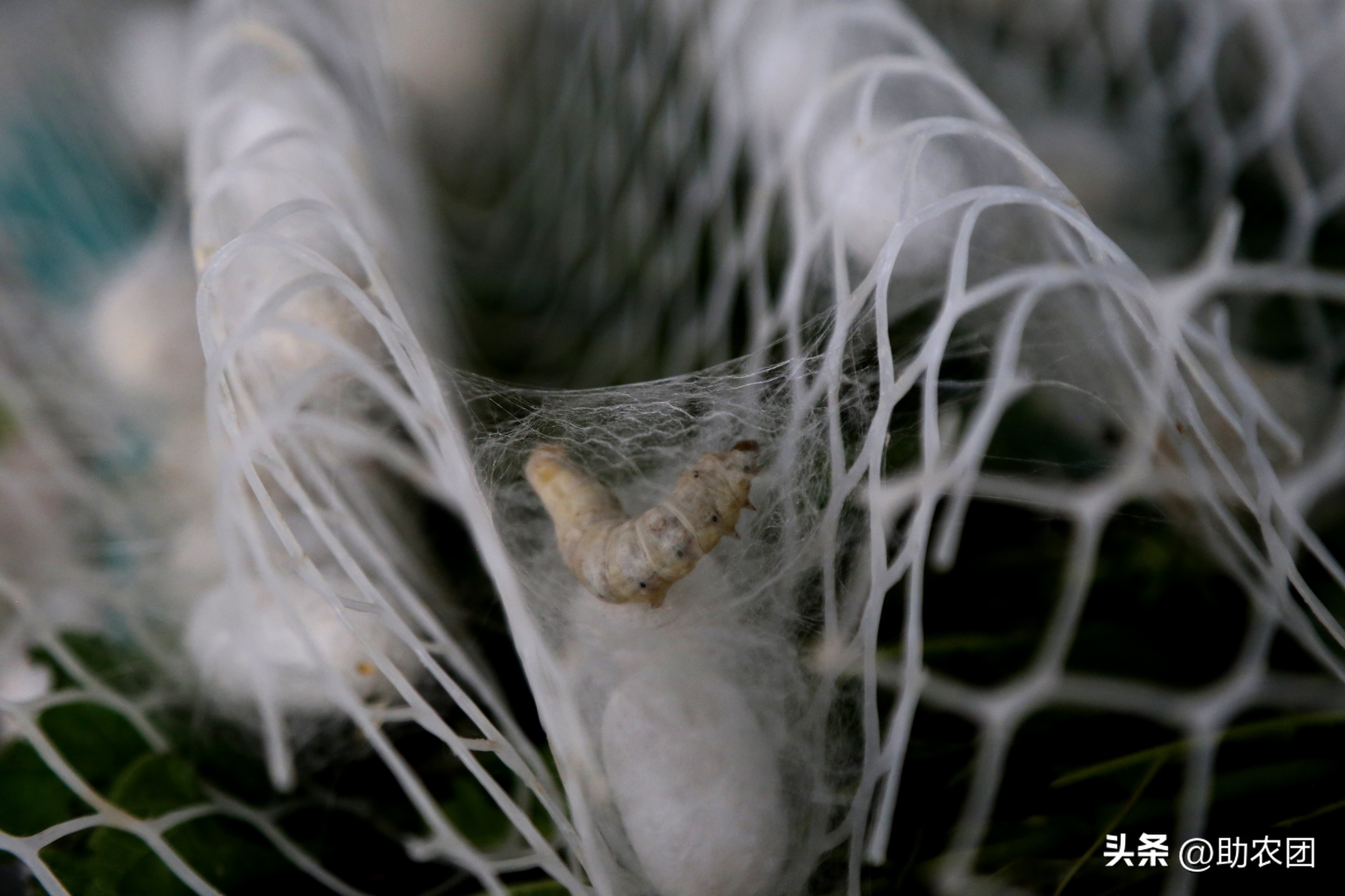 轮椅女孩开网店攒下70万返乡创业，租下150亩地养蚕能成功吗？