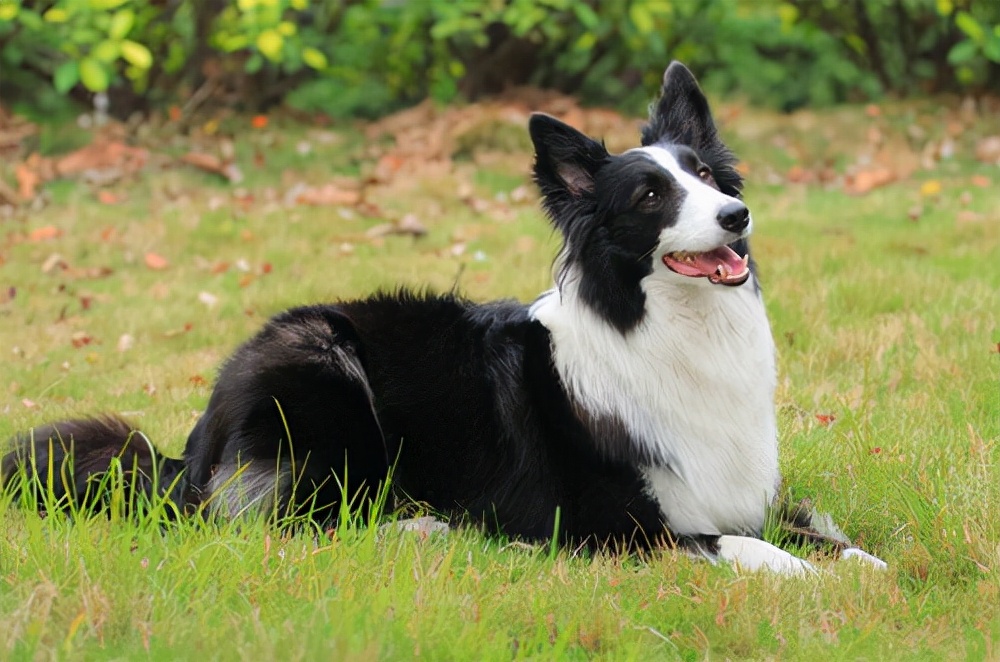 边牧便血,成年边牧便血是什么原因