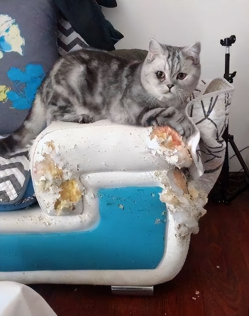 到底该不该揍猫,真的能忍住不揍猫么