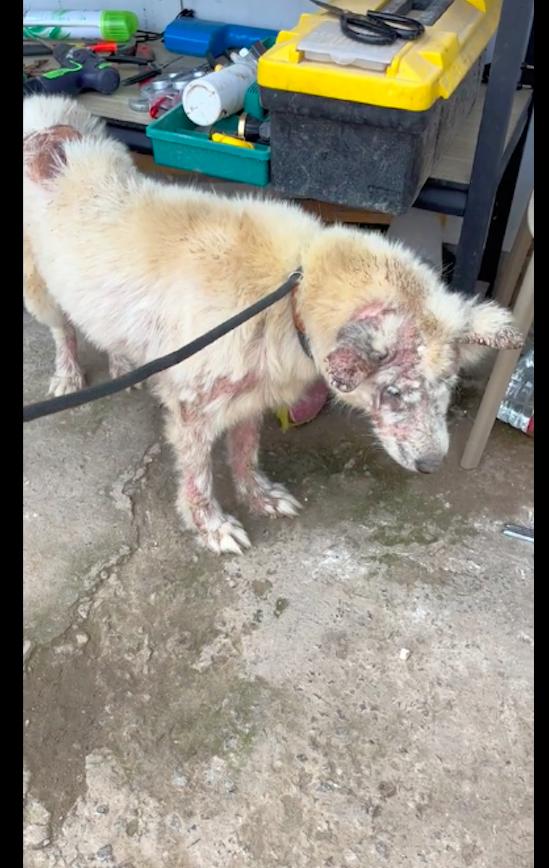 萨摩耶狗狗被遗弃,萨摩耶被遗弃后续