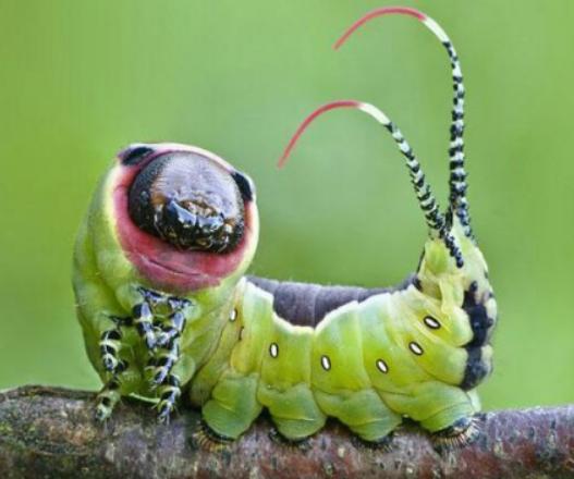 那些稀奇古怪的动物视频,那些稀奇古怪的动物的照片