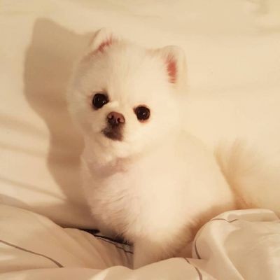 狗狗为什么爱吃蛋黄,为什么狗狗只爱喝水不爱吃饭