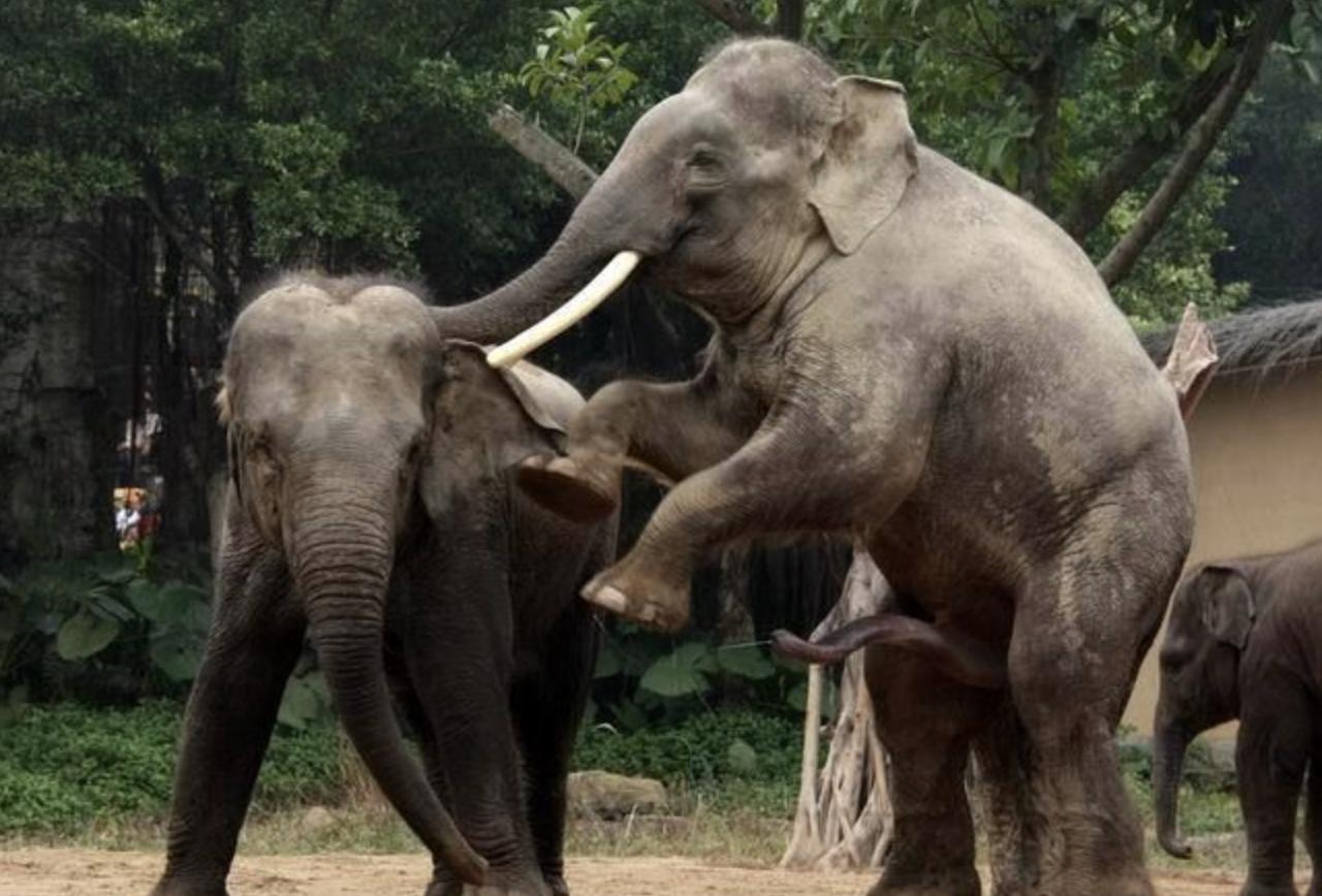 笨重的大象如何交配?