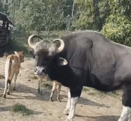 罕见！一头“牛魔王”闯入农户牛圈，体重达1吨，且能打败老虎？