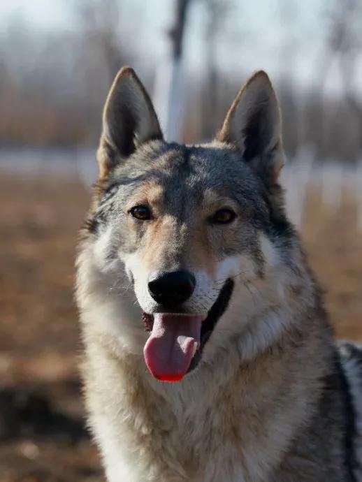 农村人买狗注意事项,农村狗市买狗注意事项