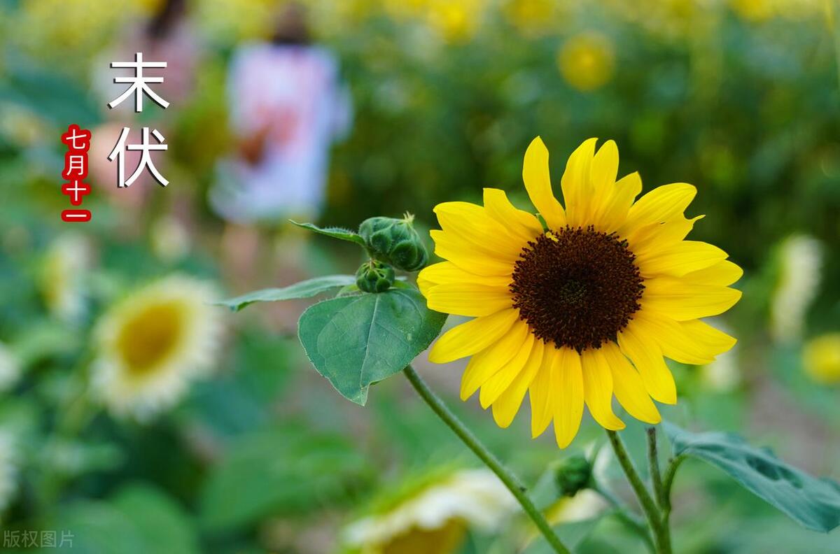 2023年三伏天二伏哪天开始,2023年三伏天是公伏还是母伏