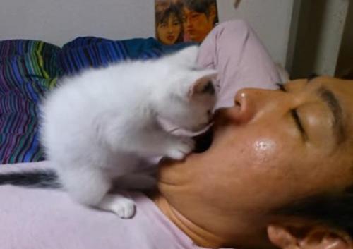 想养猫如何克服对猫的恐惧,养了猫之后越来越讨厌猫