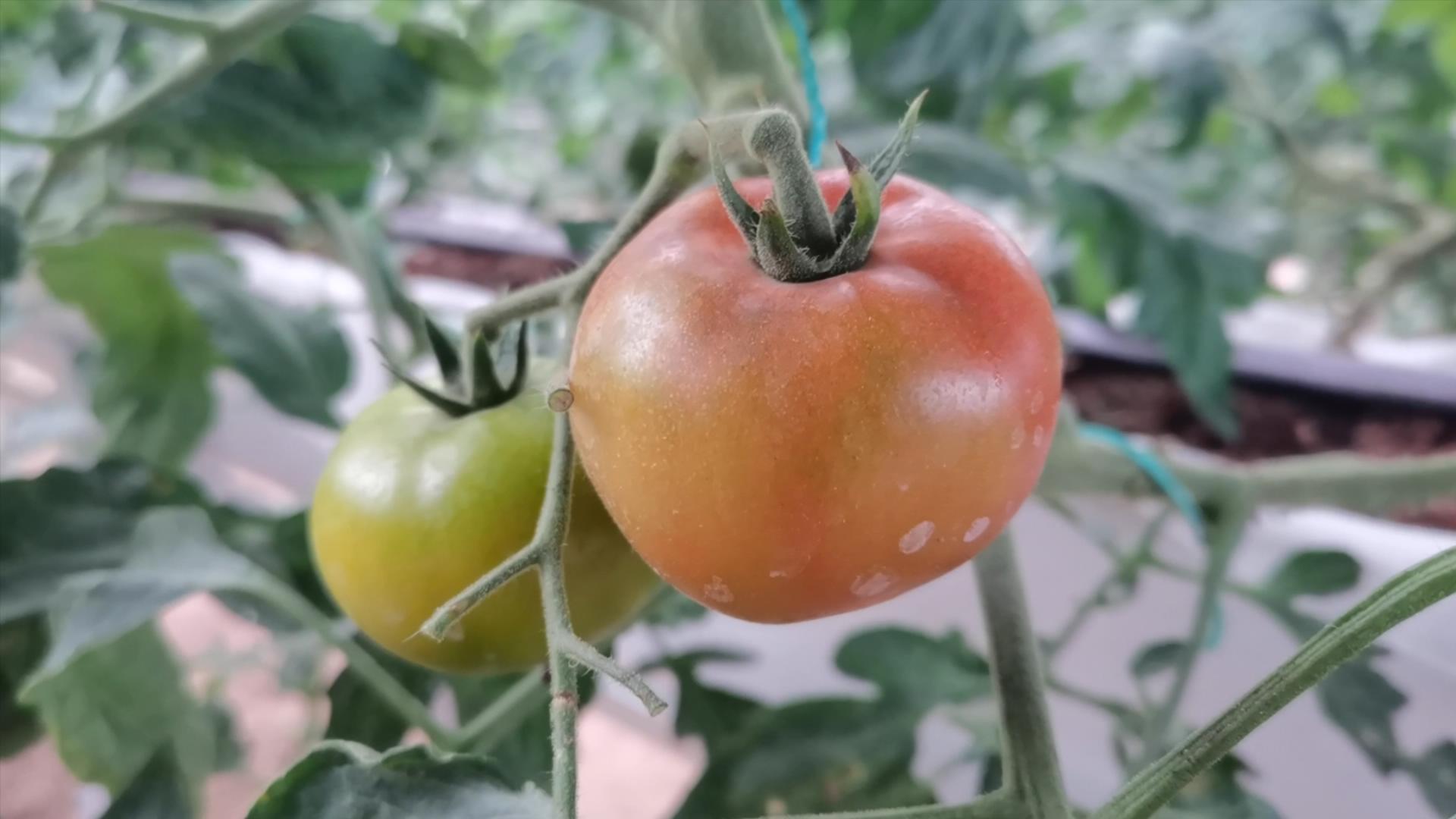 养殖酵素的制作方法和配方,酵素种植的配方和发酵过程