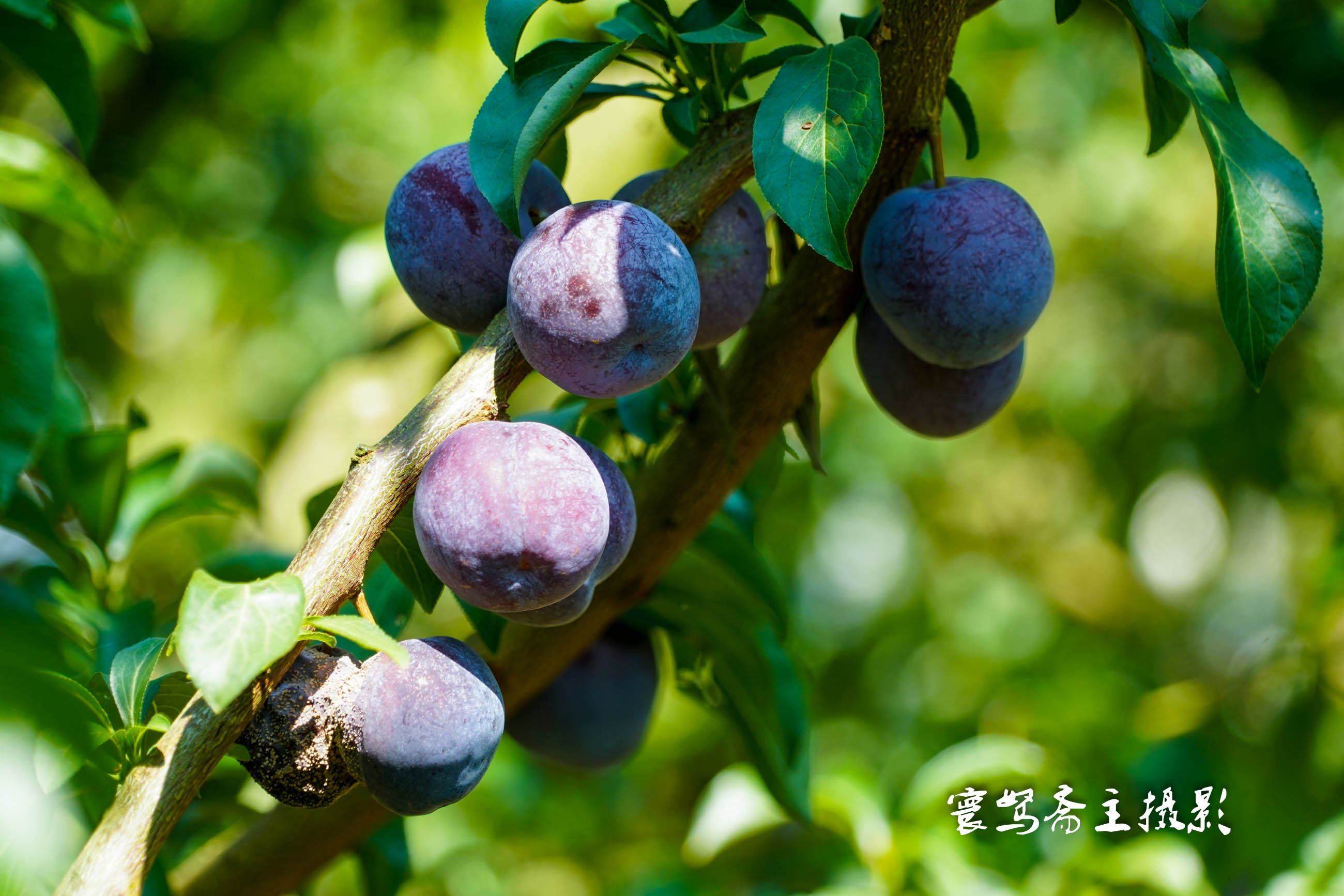 重庆静观柴火鸡,静观陈氏柴火鸡