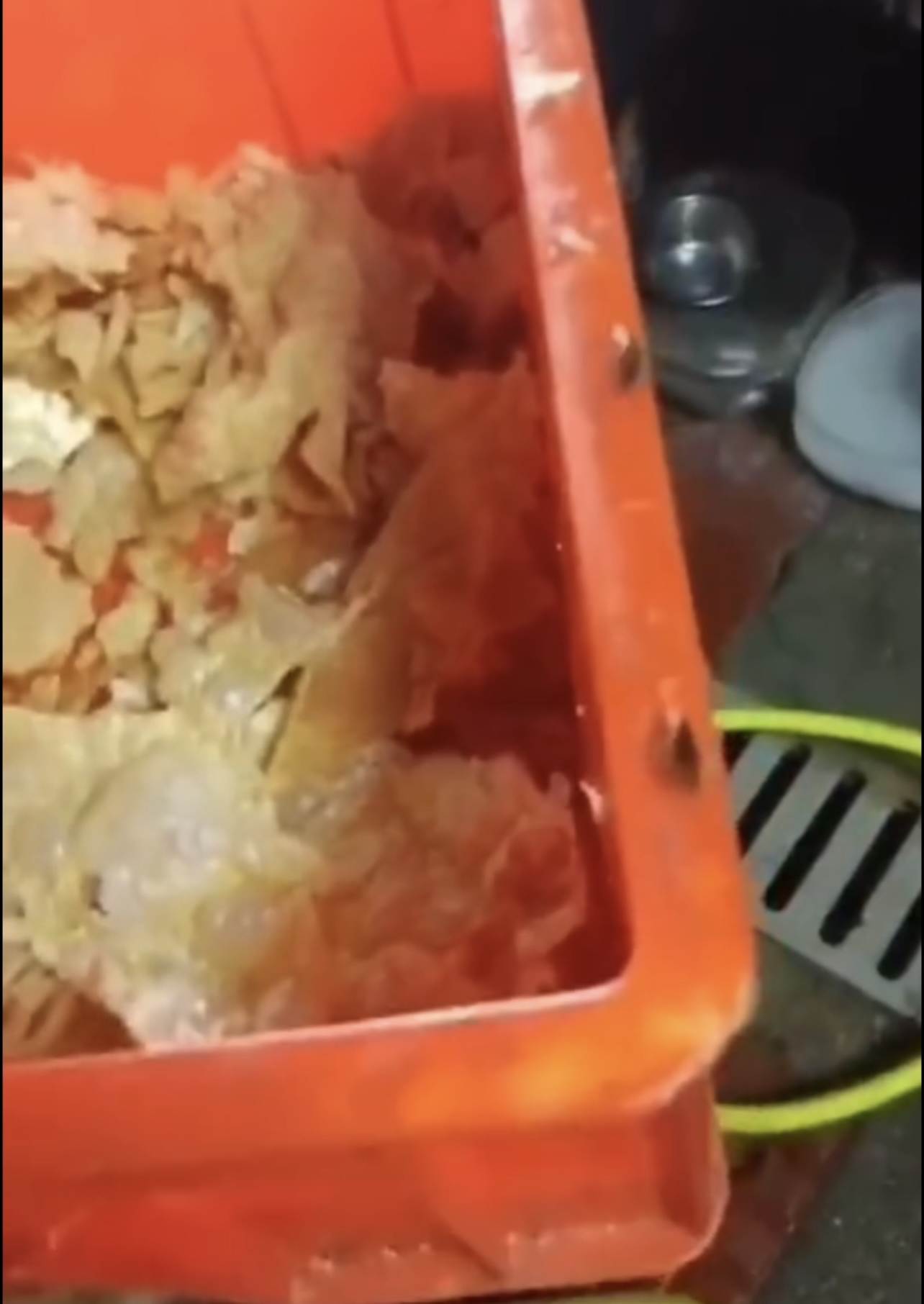 广东饭店厨房蟑螂,深圳知名餐厅后厨曝光