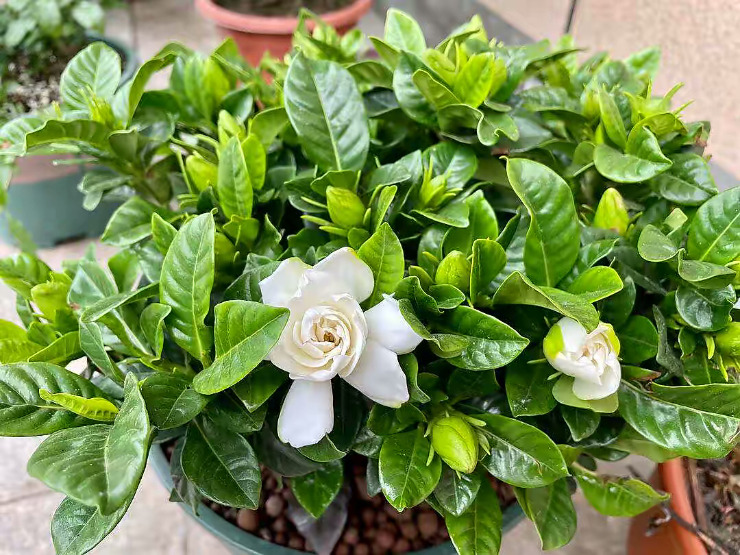 买花怎么养才不会枯萎,买花盆栽最省钱的方法