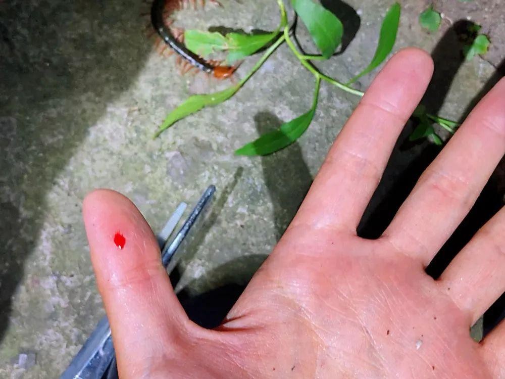 蜈蚣毒性与蜈蚣大小有关系吗,蜈蚣毒性与蜈蚣大小有关吗