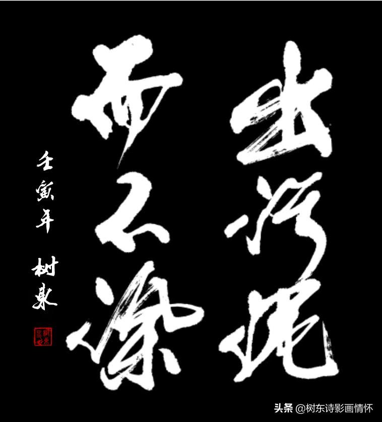 荷花美出淤泥而不染,这才是真正的荷花出淤泥而不染