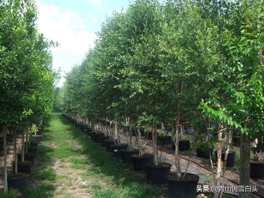 林地种植什么树种好且赚钱多,荒山种什么树收益最快