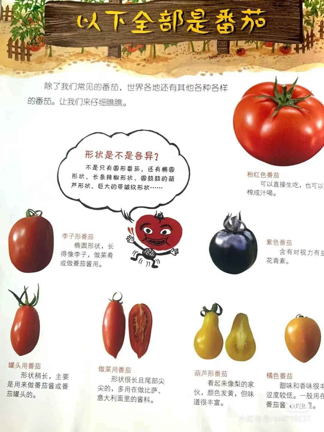 庙后幼儿园小一班《小番茄，大世界》实践活动