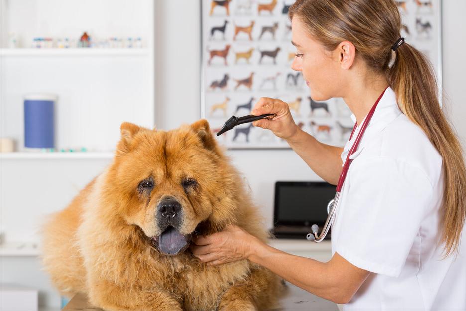 松狮犬挑食厉害怎么办？这些办法，铲屎官可以尝试一下