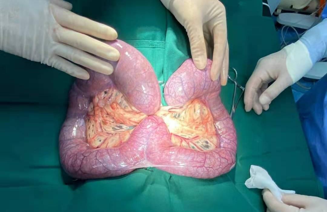 狗狗泌尿道感染的前兆,狗狗妇科问题