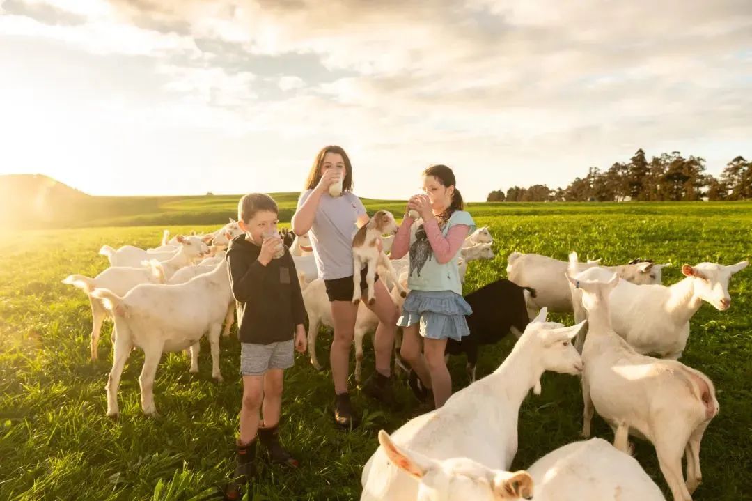 如何给宝宝挑选合适的羊奶粉,怎么挑选适合孩子的羊奶粉