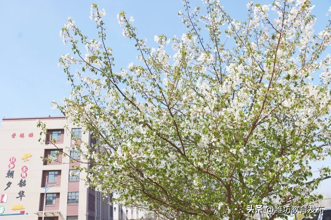 美！潍坊校园春景强势来袭