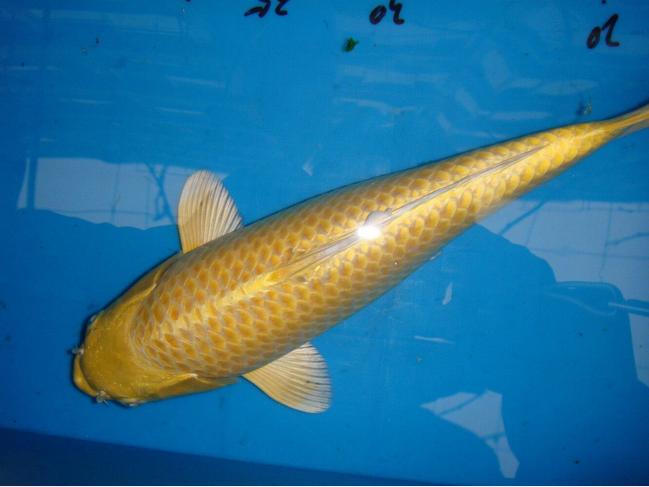 浙江男子市场买鱼，却偶遇“黄金龙凤锦”，身披黄金甲、仿若天龙