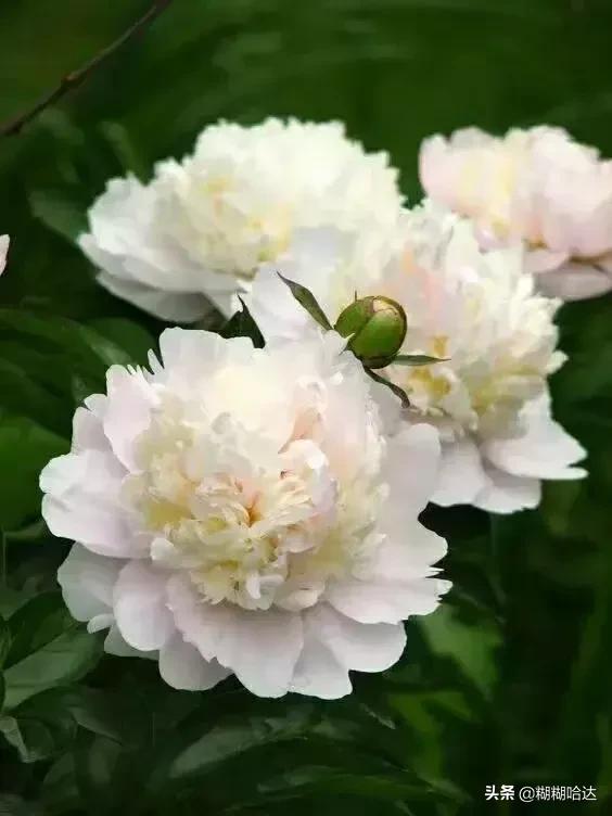 赏心悦目的花朵，风采万千，千姿百态，魅力无限，太美了