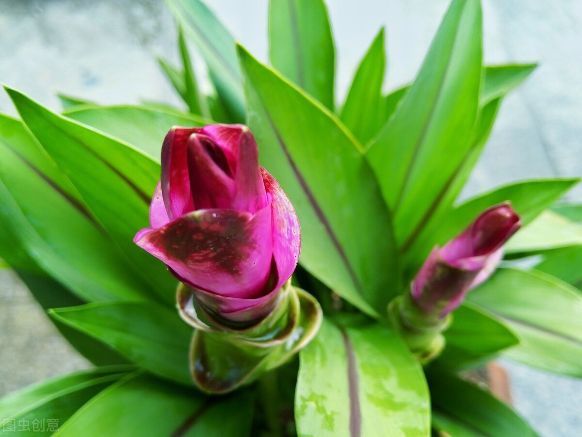 姜花的种植方法,姜花怎么种植盆栽好养