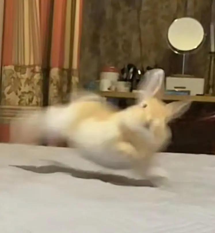 养兔必读的100个动作,两个月大的兔兔要注意什么