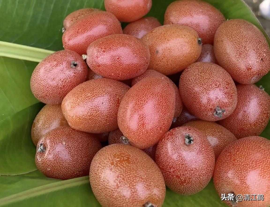 从未见过的稀奇物种,很多人没见过的奇怪生物