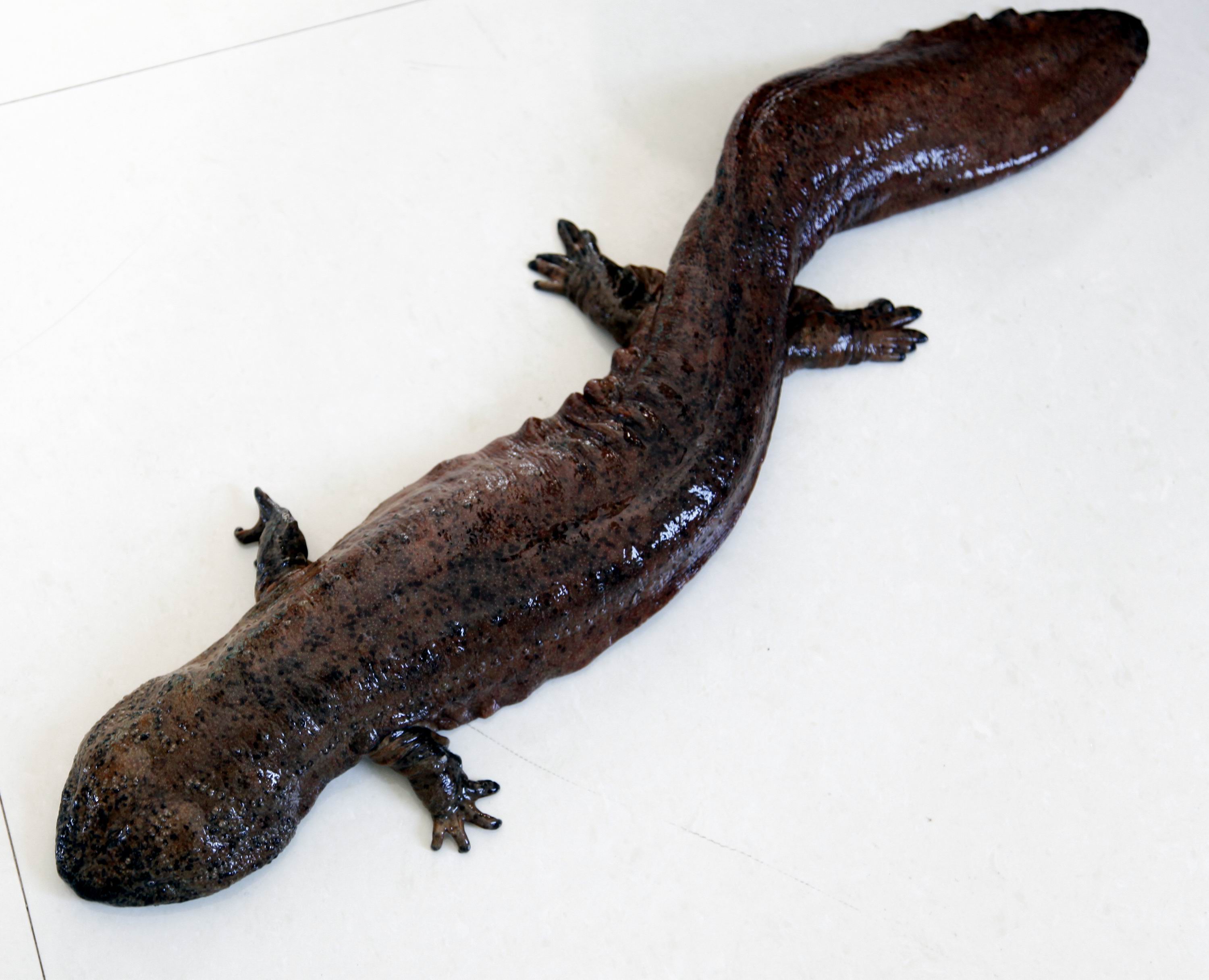 大鲵选育研究和病毒疫苗研发