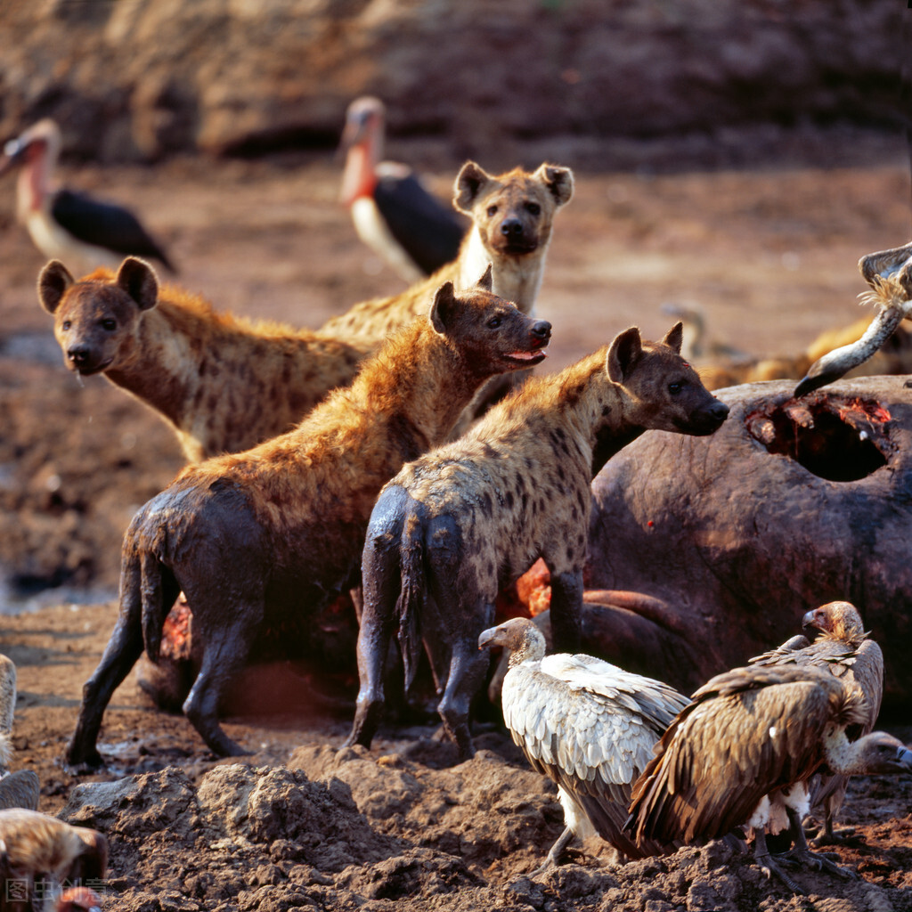 草原小霸王蜜獾,蜜獾那么凶猛真实的战斗力咋样