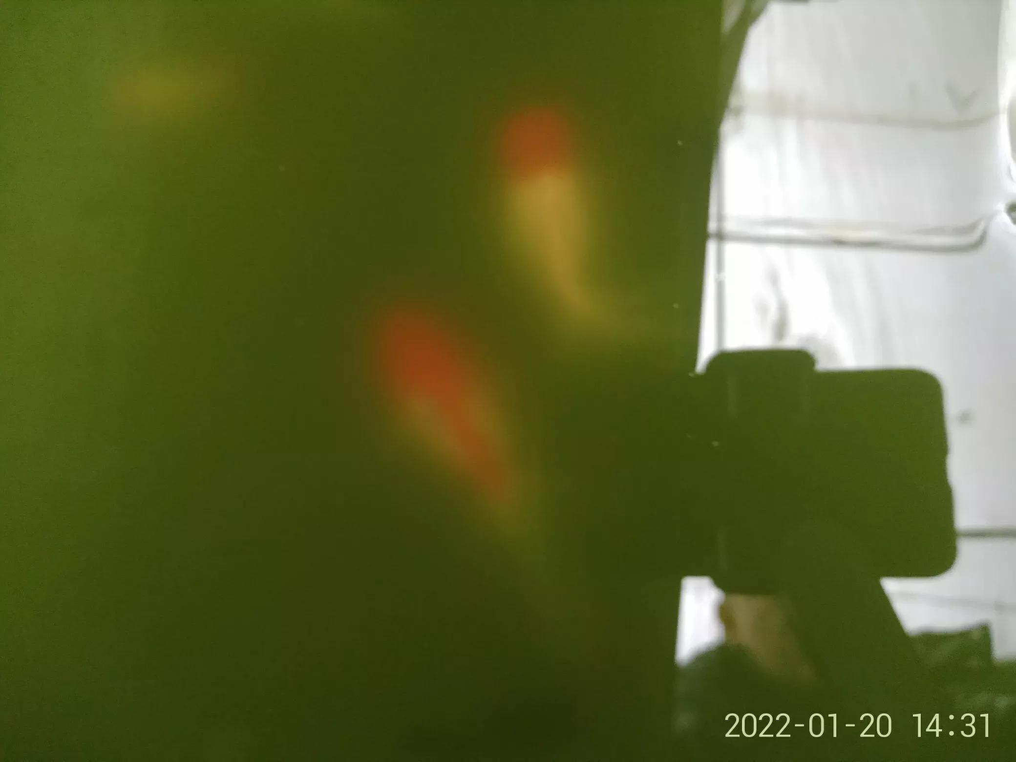 绿水和清水养金鱼优劣,绿水养金鱼的最佳时间