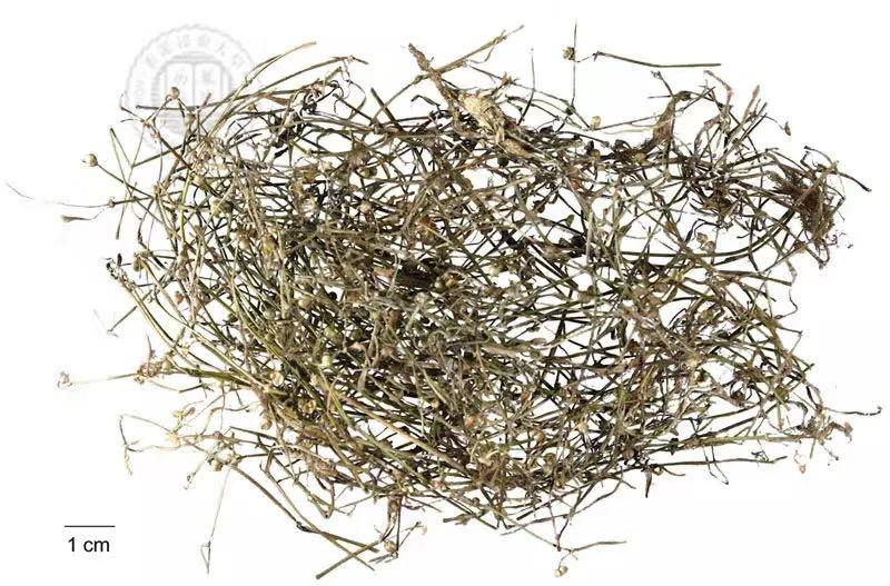 白花蛇舌草有散结的功效吗,每天一味中药白花蛇舌草饮片