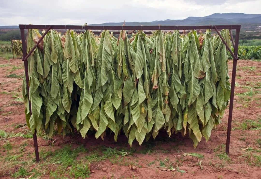 烟叶怎么降低烟劲,怎样才能让烤烟回潮