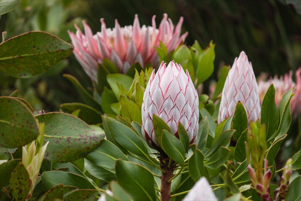 《中国大百科全书（第2版）》读书笔记03147-被子植物门