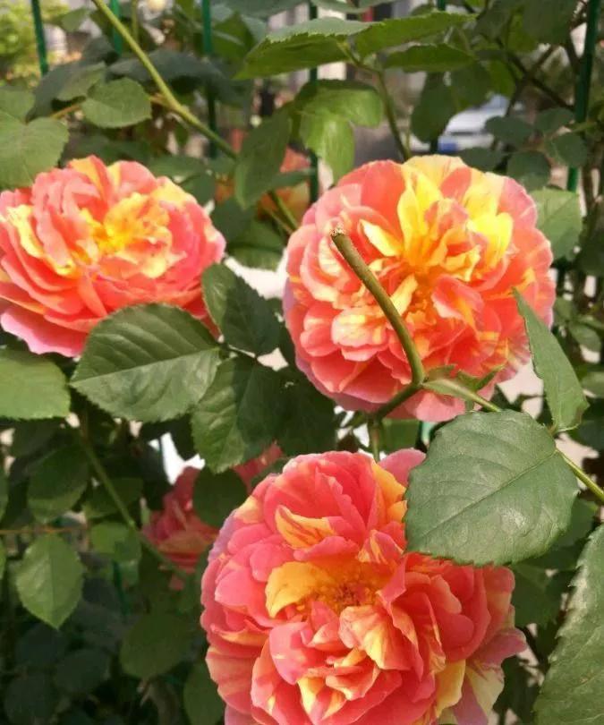 月季美图100张,月季花唯美高清图片大全