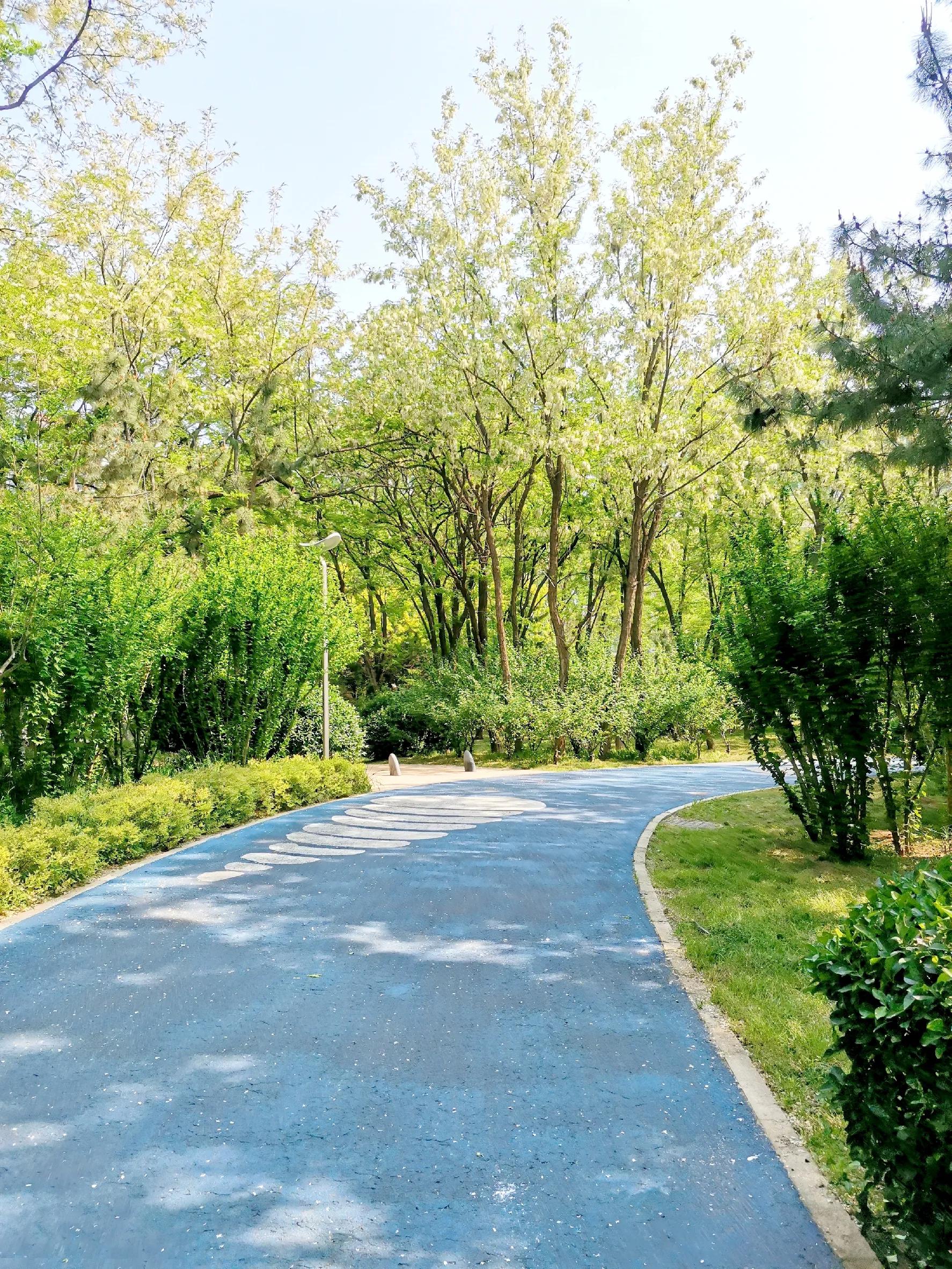 槐花味美香又甜人见人爱,槐花香令人陶醉