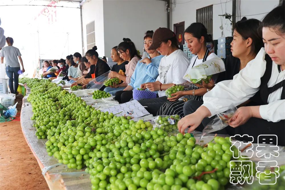 云南阳光玫瑰上市多少钱一斤呢,云南阳光玫瑰多少钱一公斤