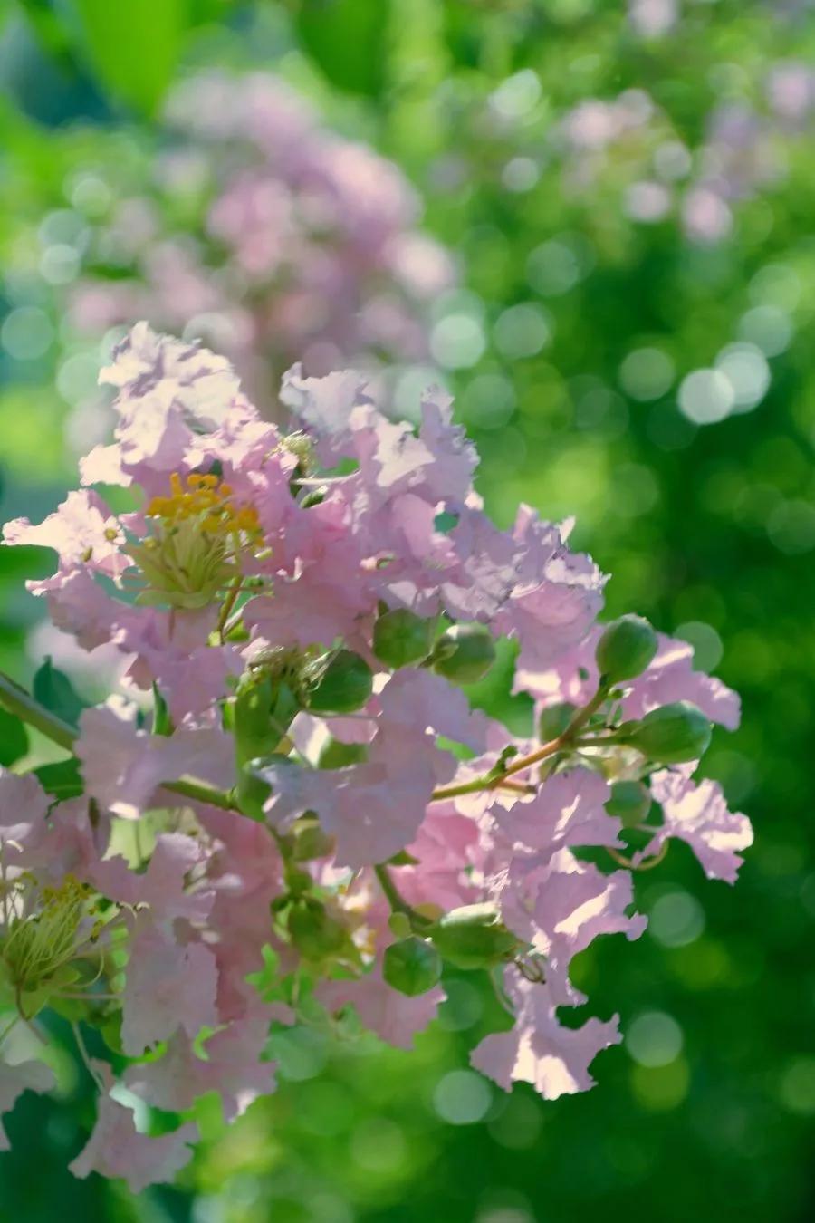 紫薇花壁纸高清全屏,唯美紫壁纸