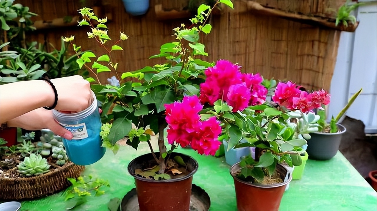 花多多2号和磷酸二氢钾有什么区别，老一辈：都是智商税，别用了