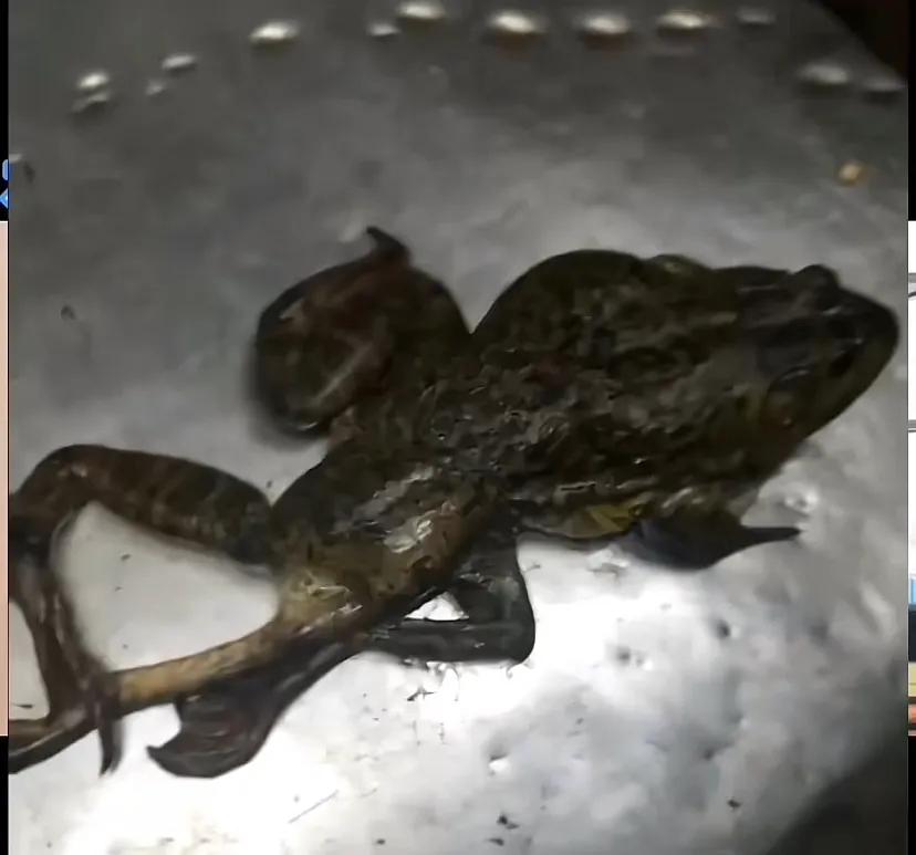 现在的牛蛙药物超标吗,哥老官牛蛙兽药超标