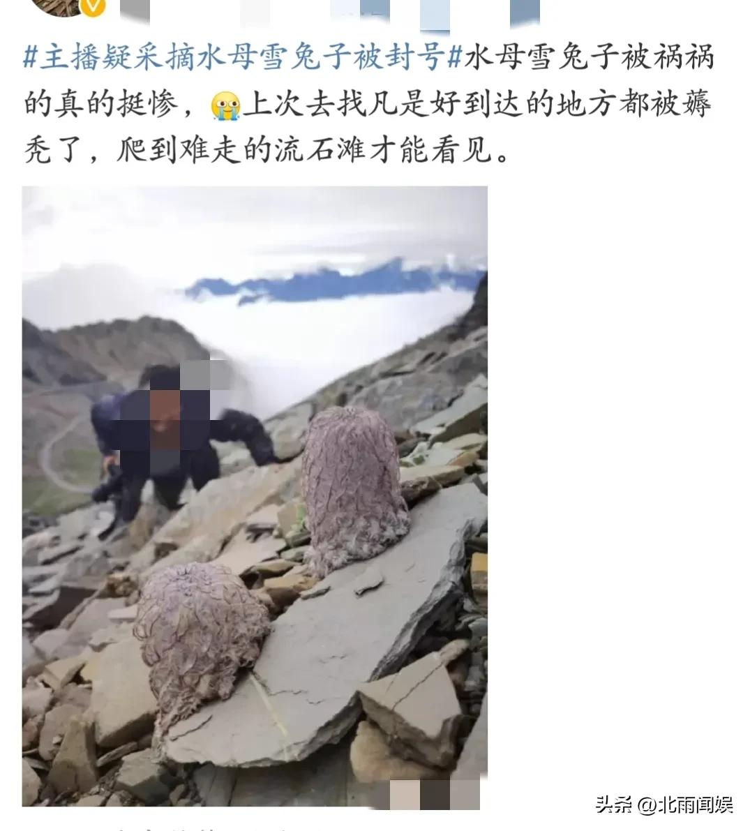 主播采摘二级保护植物“水母雪兔子”，研究员：样本都舍不得摘