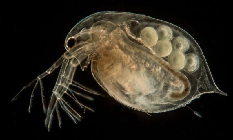 吡螨胺对以掌肢新米虾、泉膀胱螺和金鱼藻为主的生态系统的影响