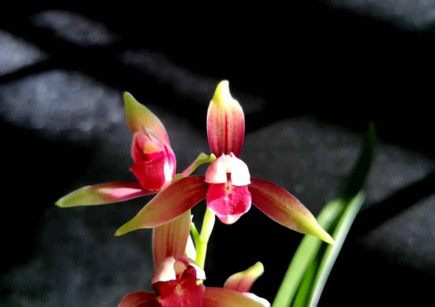 网上几十一苗的国魂兰花是真的吗,2023国魂兰花一苗要多少钱