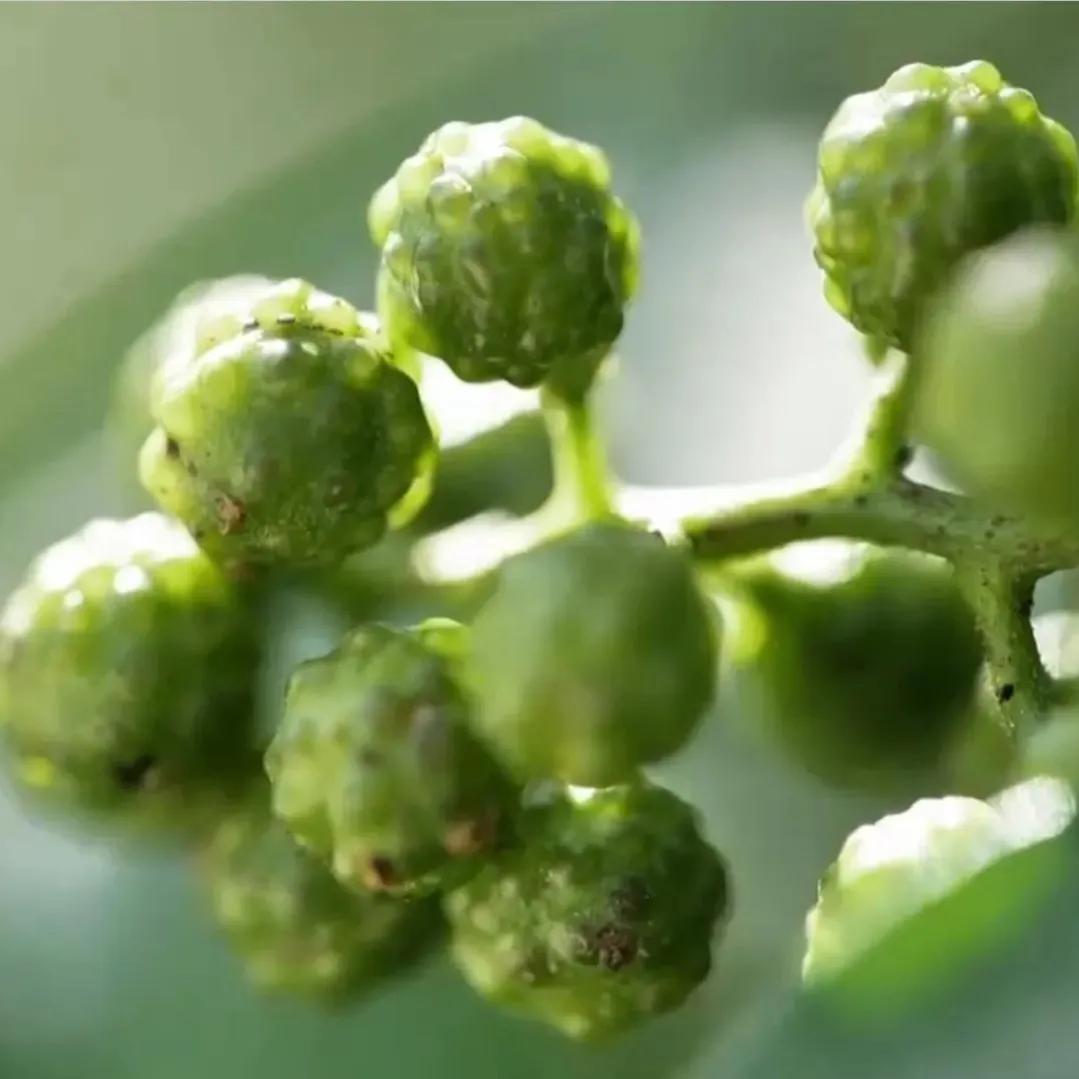 重庆男子加工花椒，无意间在蒸汽中发现端倪，靠蒸汽年收入300万