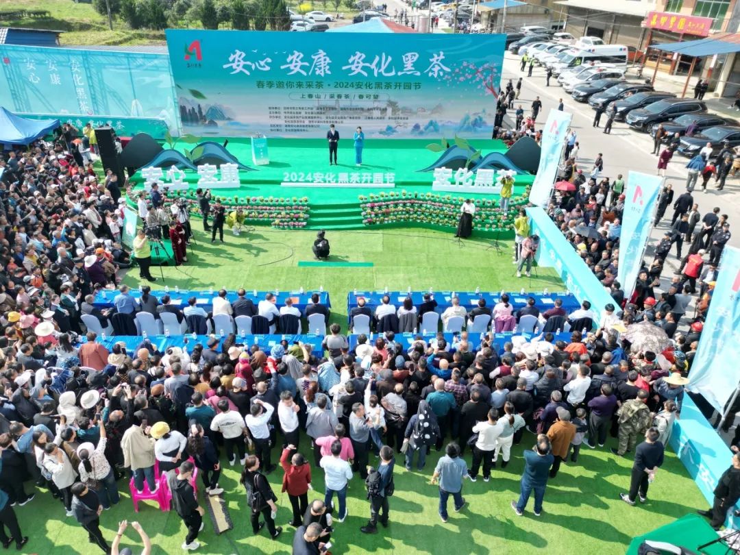 安化黑茶开园视频,安化黑茶网上开园