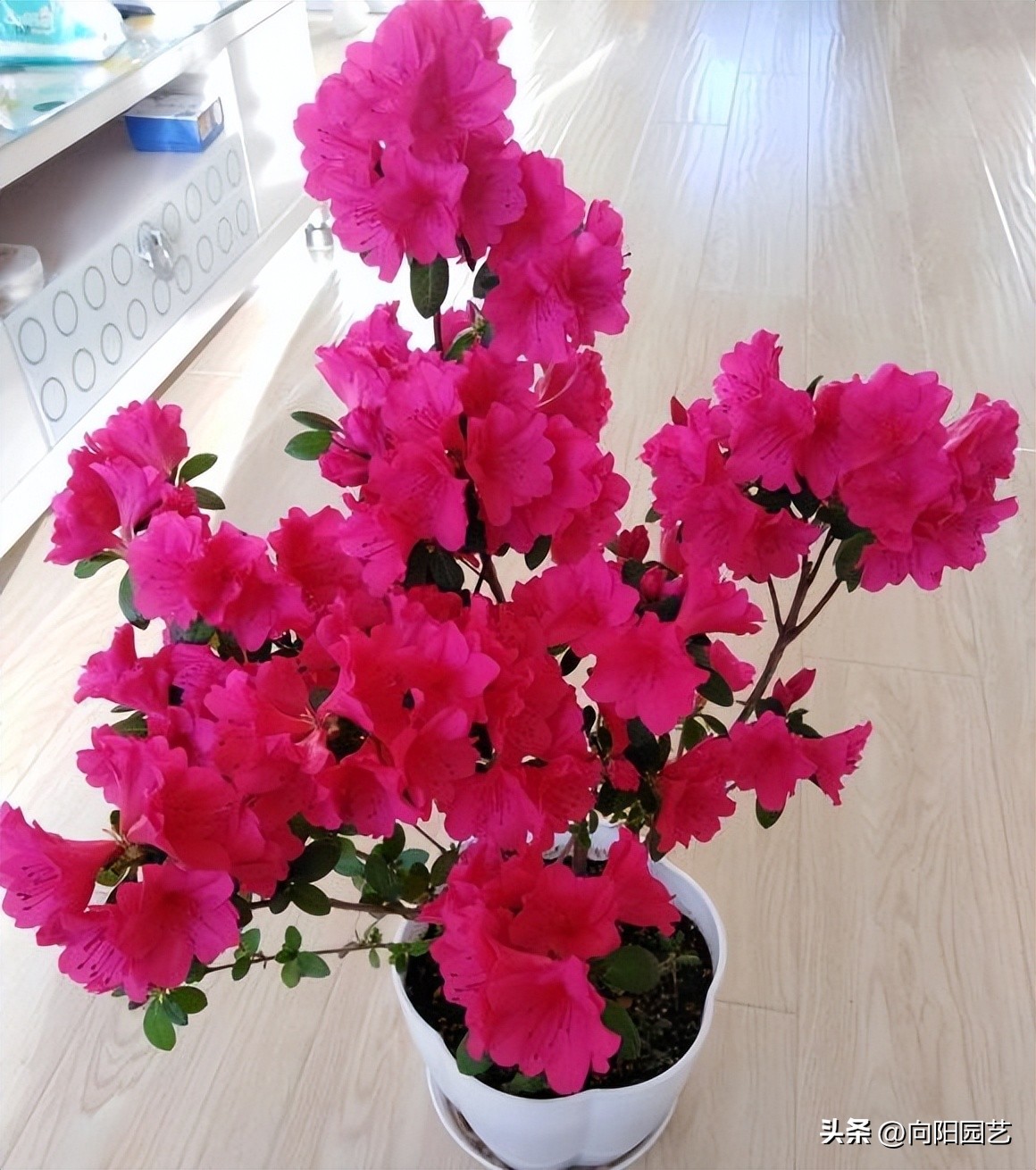 杜鹃花爆盆冬季怎么养好,杜鹃花养殖方法用肥和浇水