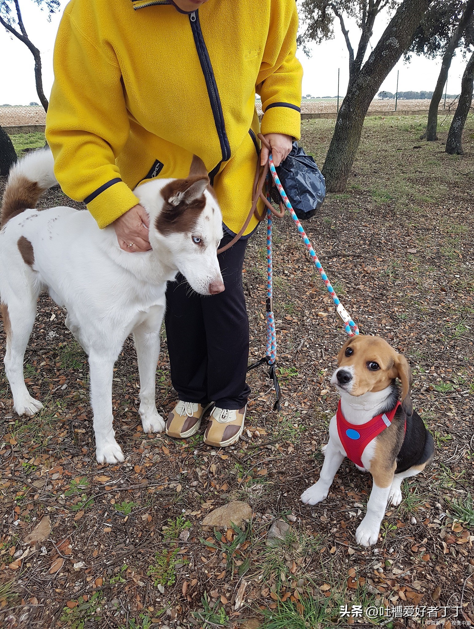 狗是如何区分主人的手和食物,狗是怎么分辨主人的气场
