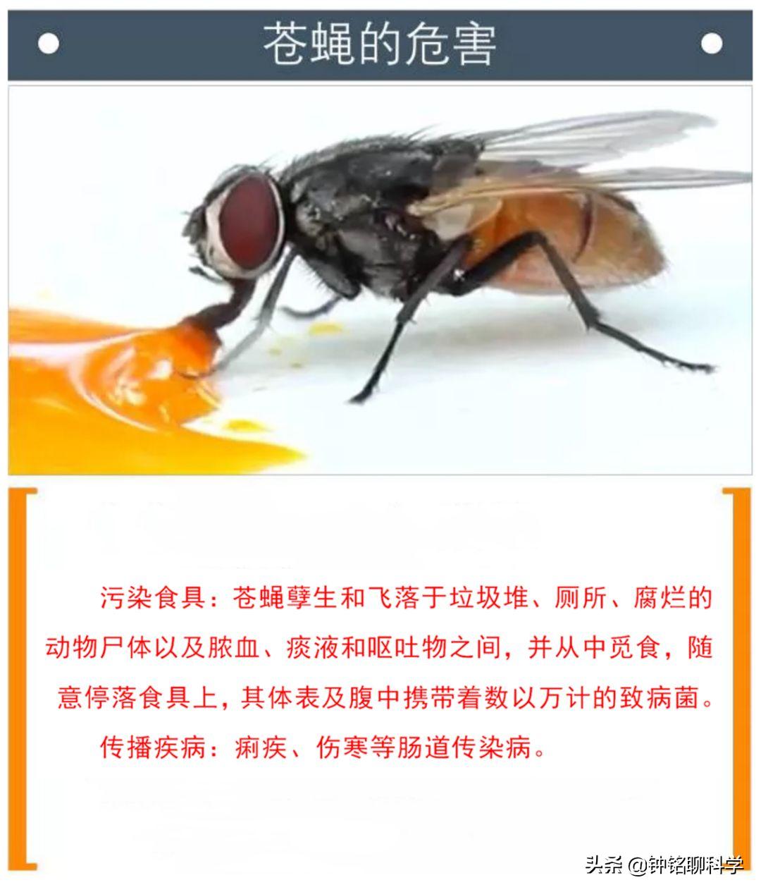 铔嗚櫕涓轰粈涔堣兘娌荤枟婧冪儌浼ゅ彛,铔嗚櫕鑳芥不鐤椾激鍙ｆ劅鏌撳悧